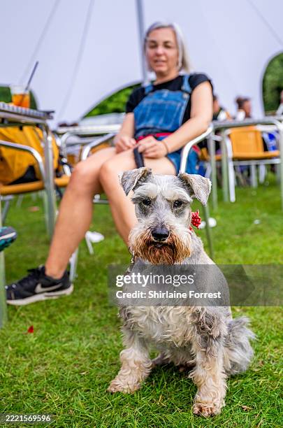 Pete, the Miniature Schnauzer dog attends Dogfest at Tatton Park on June 22, 2025 in Knutsford, England.