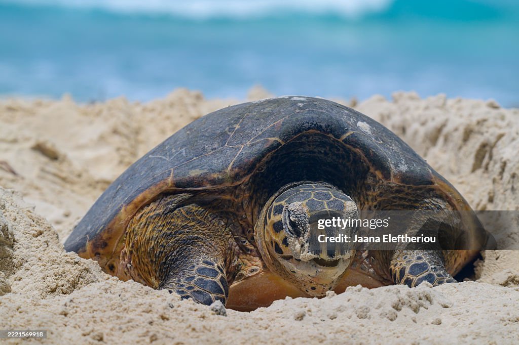 Hawksbill turtle laying eggs