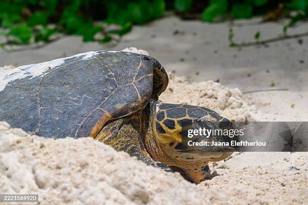 hawkbill turtle digging a hole for her eggs - hawksbill turtle stock pictures, royalty-free photos & images