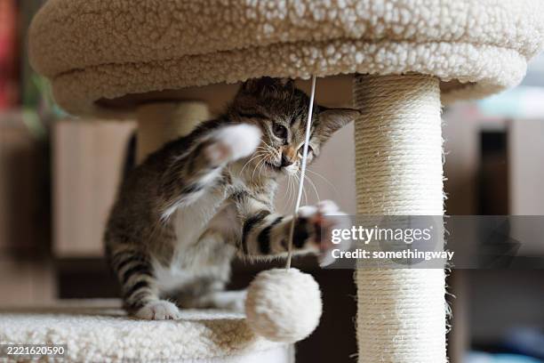 a little cat playing with toys at home - domestic cat stock pictures, royalty-free photos & images