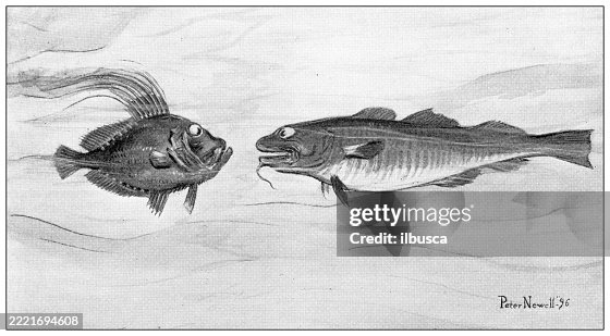 Dory and Cod fish talking Dory and Cod fish talking