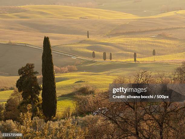 scenic view of agricultural field - zypresse stock-fotos und bilder