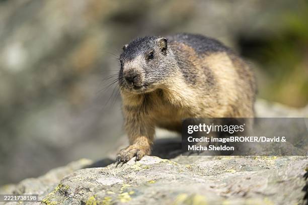 alpine marmot (marmota marmota) youngster in autumn, grossglockner, high tauern national park, austria, europe - alpenmurmeltier stock-fotos und bilder