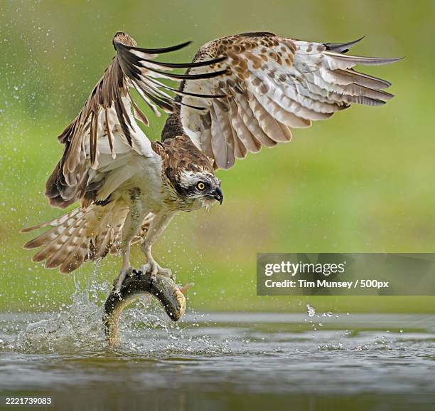 close-up of birds flying over lake - sparrowhawk stock pictures, royalty-free photos & images