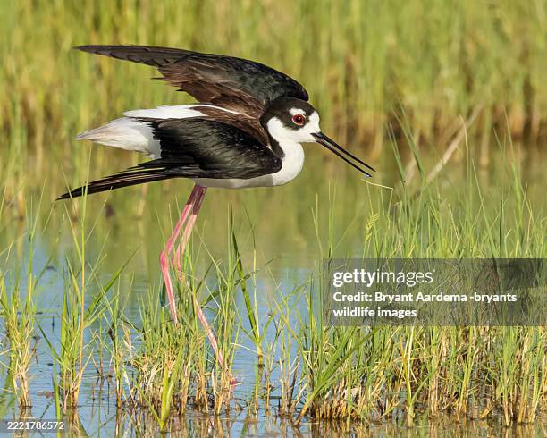 black necked stilt portrait - spring stilts stock pictures, royalty-free photos & images