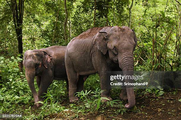 two asian elephants walking side by side in a dense green forest in thailand, showcasing wildlife in their natural habitat during daytime for eco-tourism, nature lovers, and conservation themes - asiatischer elefant stock-fotos und bilder