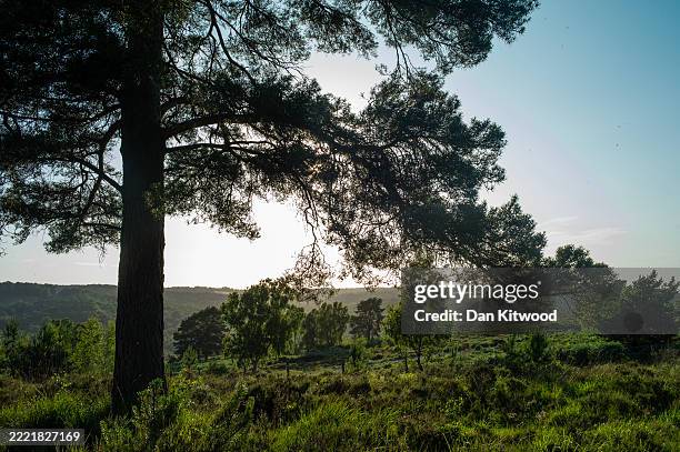 The sun sets over Ashdown Forest on June 23, 2025 in East Grinstead, England. Ashdown Forest is a 10-square-mile site of Special Scientific Interest...