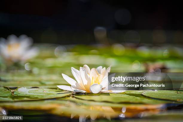 low angle view of water lily blooming on pond surface - fiore di loto foto e immagini stock
