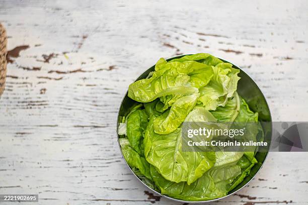fresh green lettuce leaves washed and ready in a bowl - ensalada verde fotografías e imágenes de stock