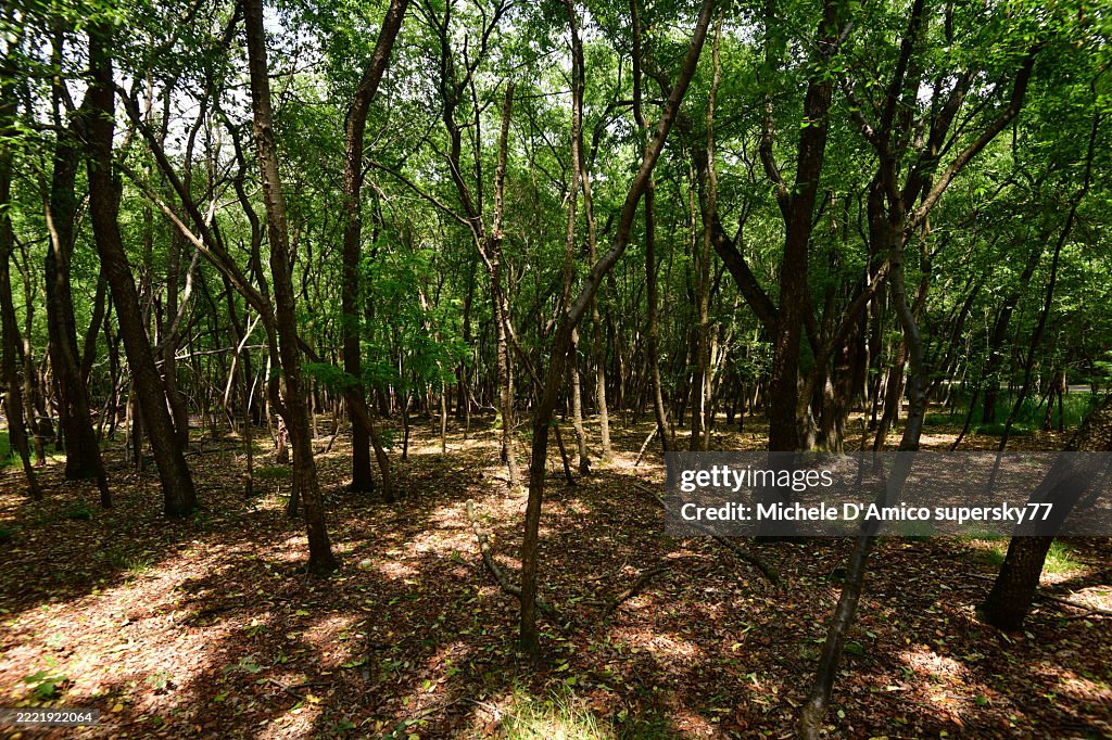 Forest invaded by black cherry (Prunus serotina) in Northern Italy