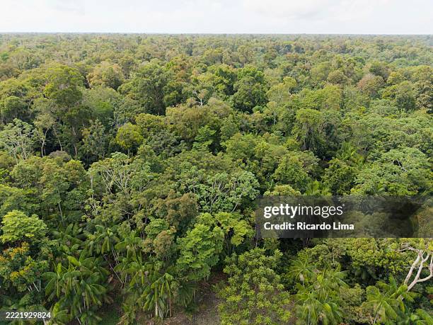 treetop canopy of amazon rainforest seen from above - tree canopy pattern fotografías e imágenes de stock