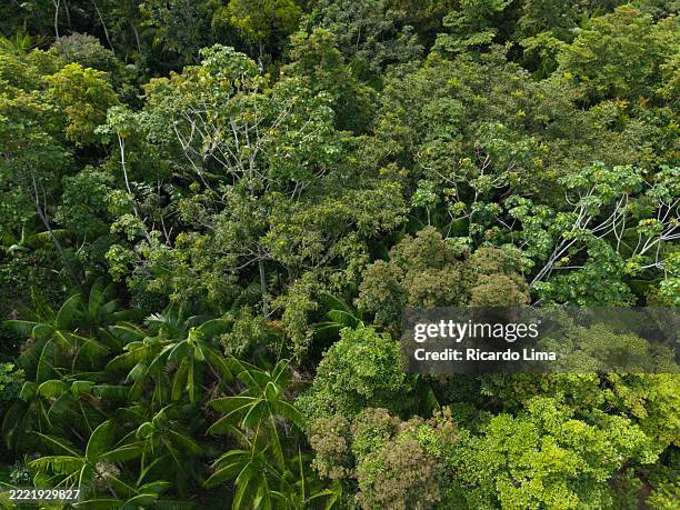 treetop canopy of amazon rainforest seen from above - tree canopy pattern fotografías e imágenes de stock