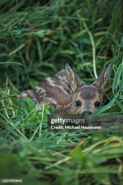vida silvestre frágil - protección-de-fauna-salvaje fotografías e imágenes de stock