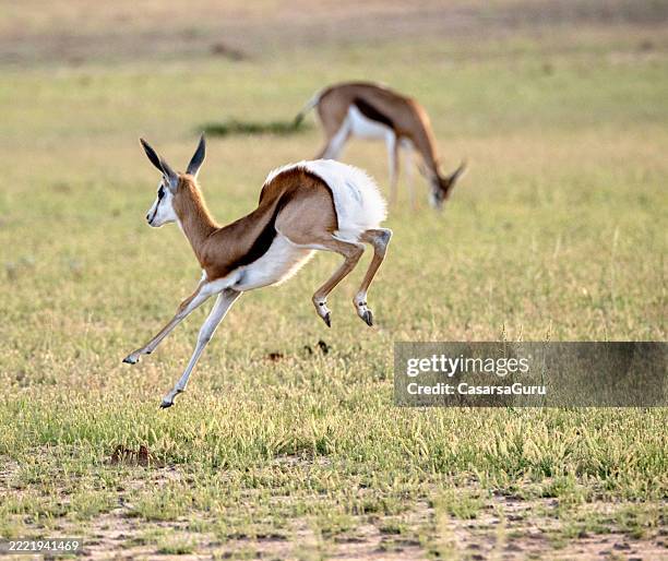 Springbok Smiling 3,561 Springbok Head Stock Photos, High-Res Pictures, and Images ...