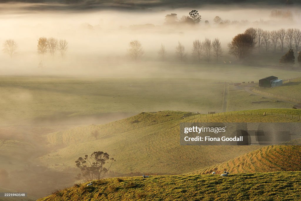 Fog in rural Auckland