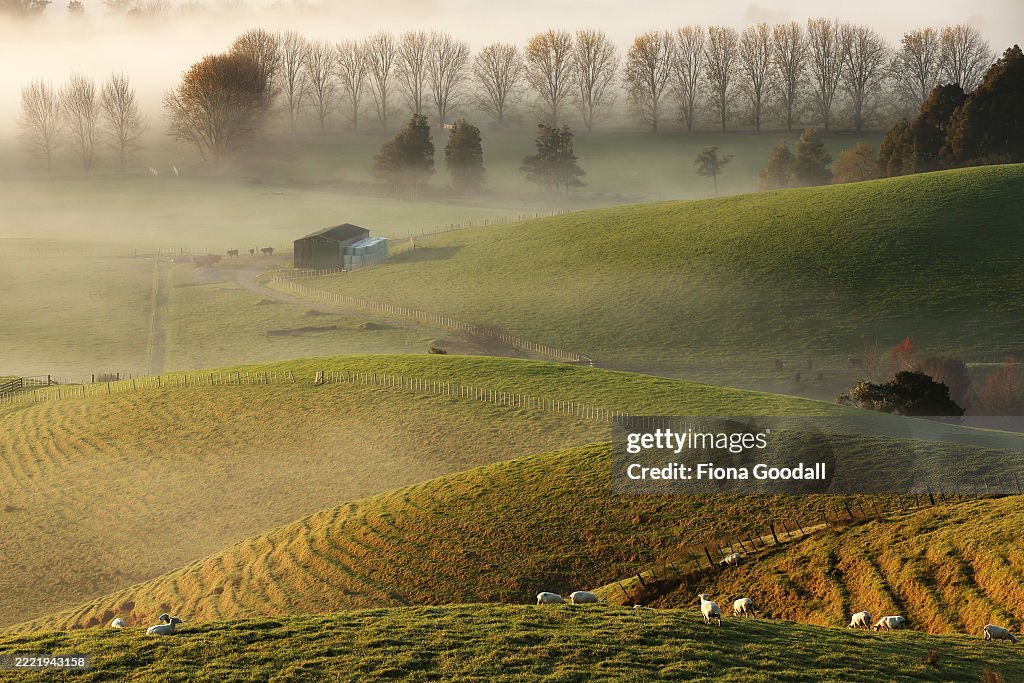 Fog in rural Auckland