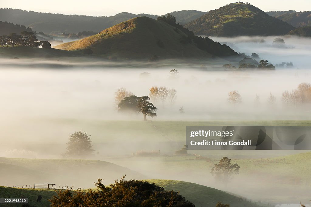 Fog in rural Auckland