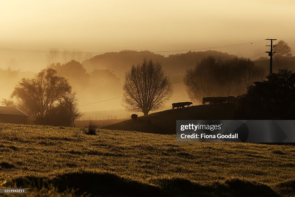 Fog in rural Auckland