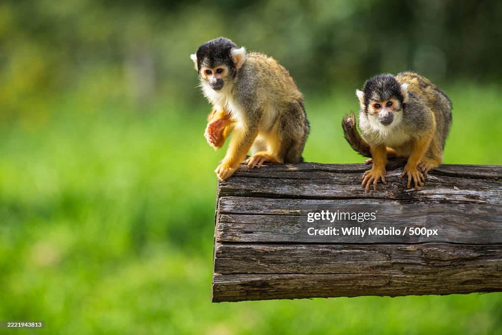 Funny common squirrel monkeys playing on a piece of wood