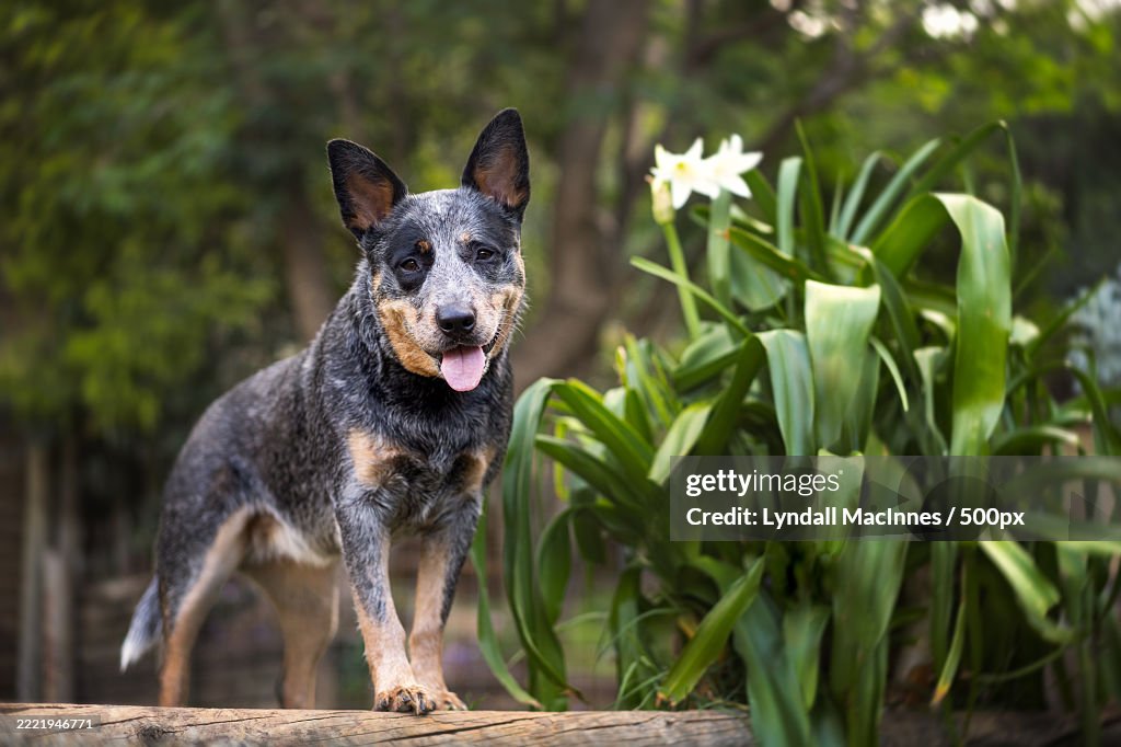 Portrait of australian cattle purebred trained dog standing on field,Sydney,New South Wales,Australia
