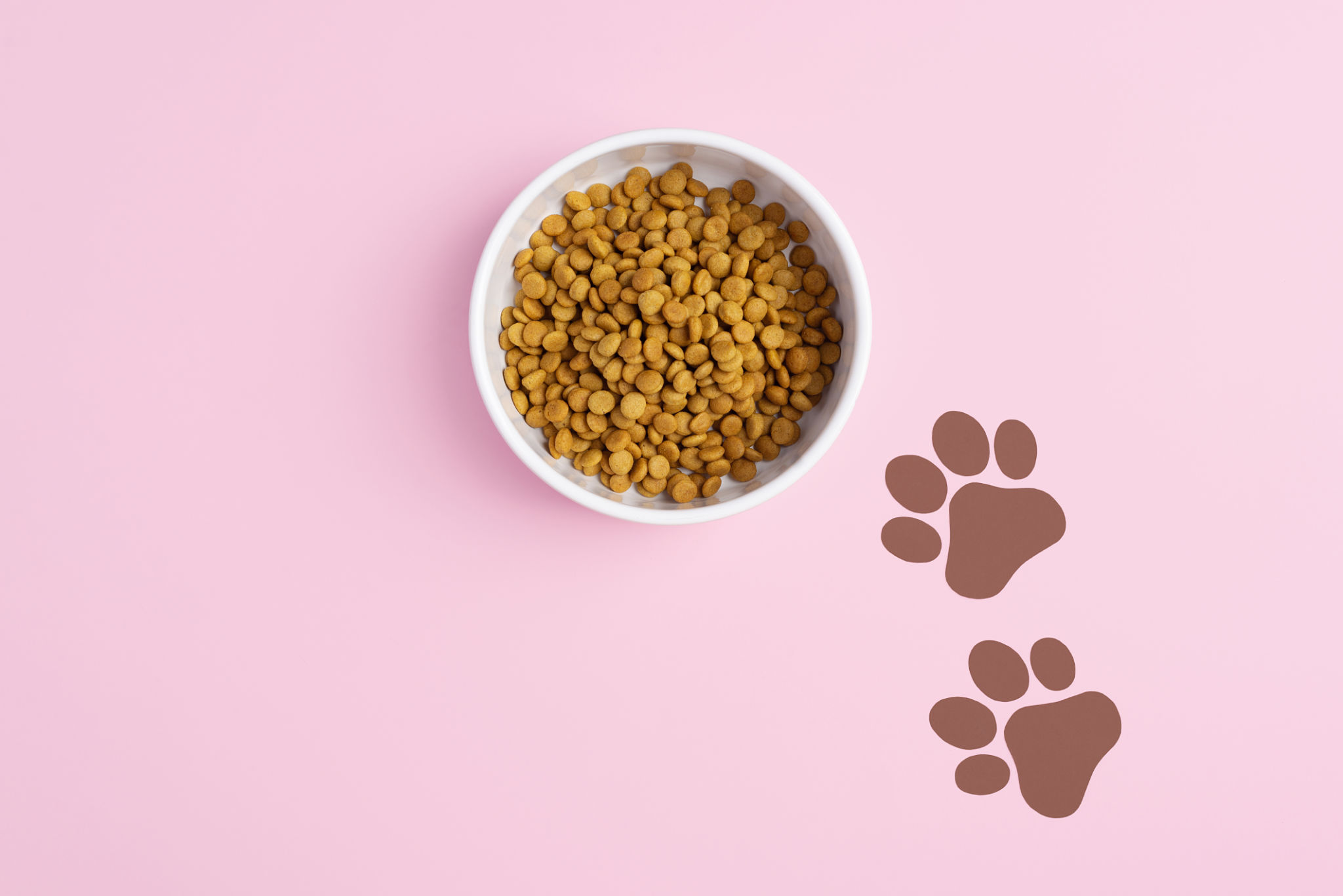 healthy dog food