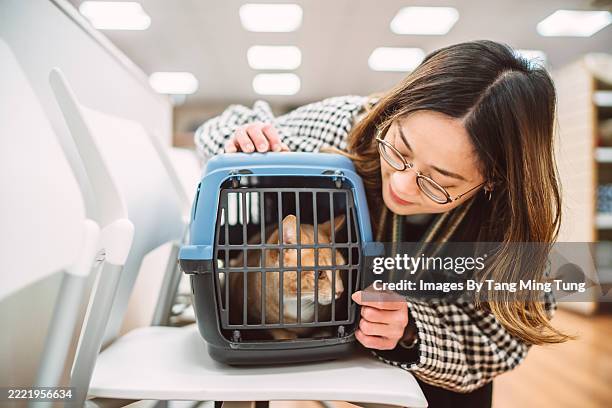 asian woman comforting her cat in carrier at a veterinary clinic - one mid adult woman only stock pictures, royalty-free photos & images
