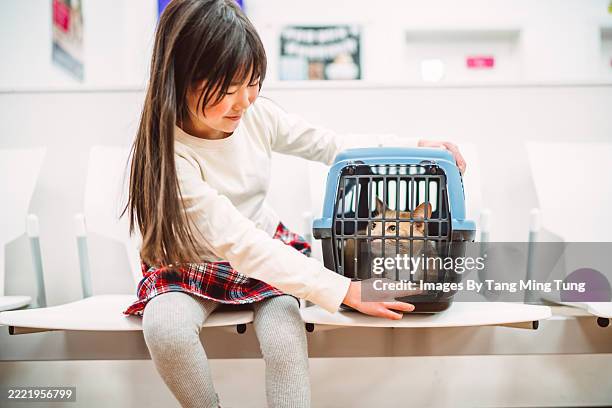young girl comforts her cat in a pet carrier at the vet clinic - girl in cage stock pictures, royalty-free photos & images