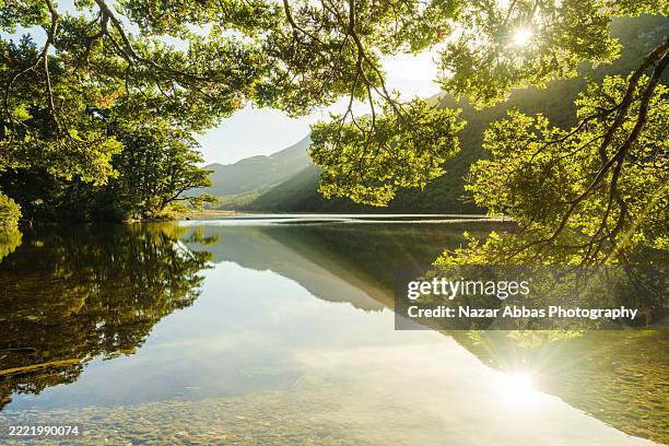 nature mirrored in perfect stillness. - tree canopy sun stock pictures, royalty-free photos & images