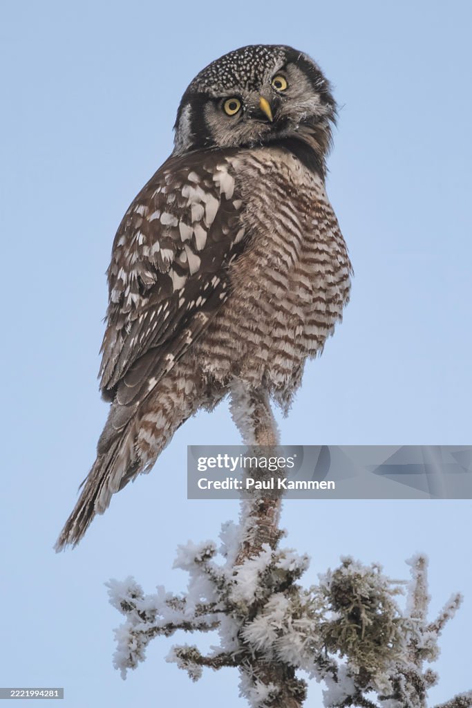 Northern Hawk Owl