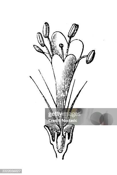 scabiosa is a genus in the honeysuckle family (caprifoliaceae) of flowering plants - ornamental plant stock illustrations