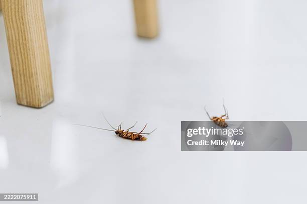 two dead cockroaches lying on a glossy white surface. one is on its back with curled legs, the other on its side. - schädling stock-fotos und bilder
