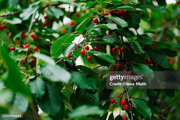 close-up of ripe red cherries on lush green tree branch - árboles frutales fotografías e imágenes de stock