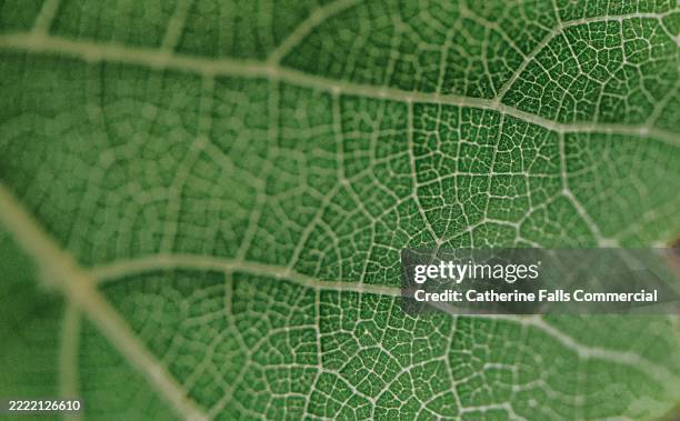 close-up of a leaf - leaf vein stock pictures, royalty-free photos & images