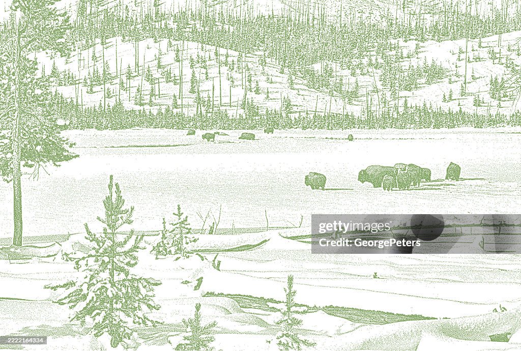 Herd of American Bison in Yellowstone National Park during winter