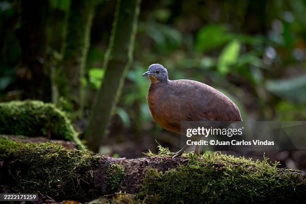little tinamou - oviparità foto e immagini stock