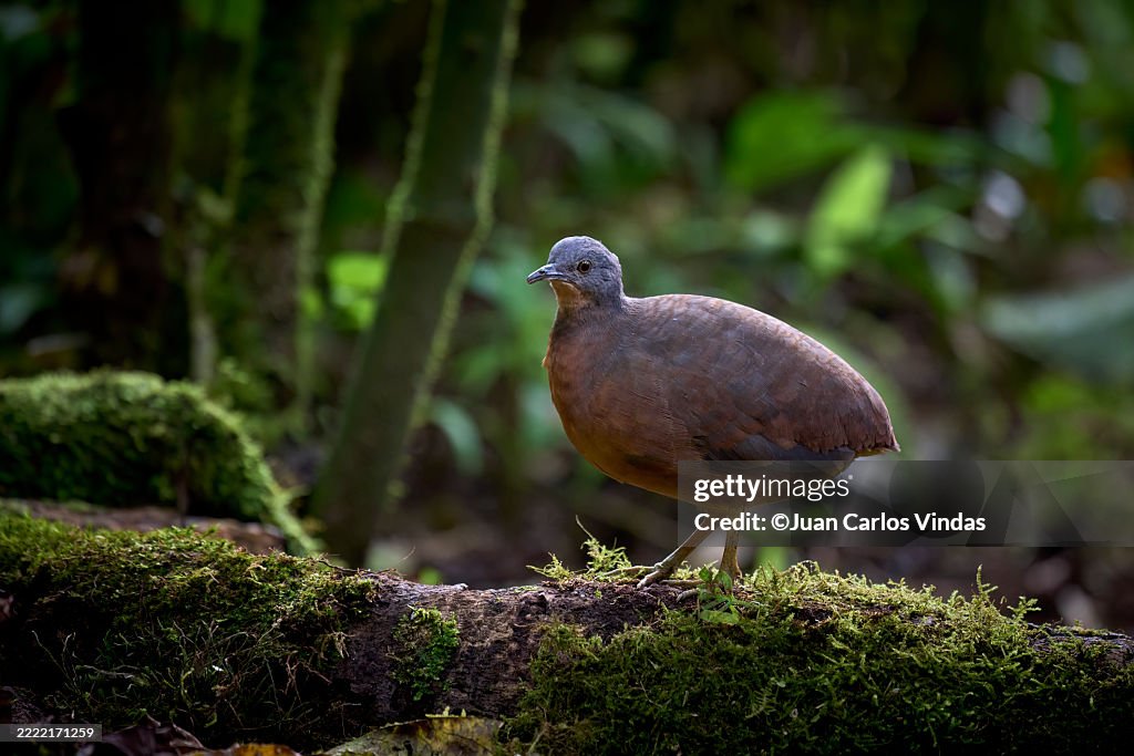 Little Tinamou