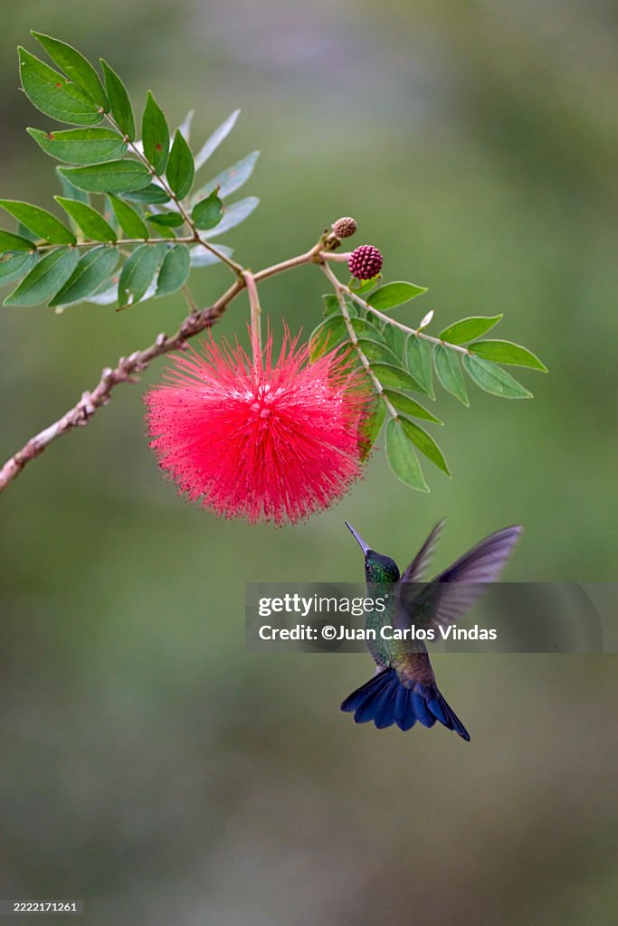 Steely-vented Hummingbird