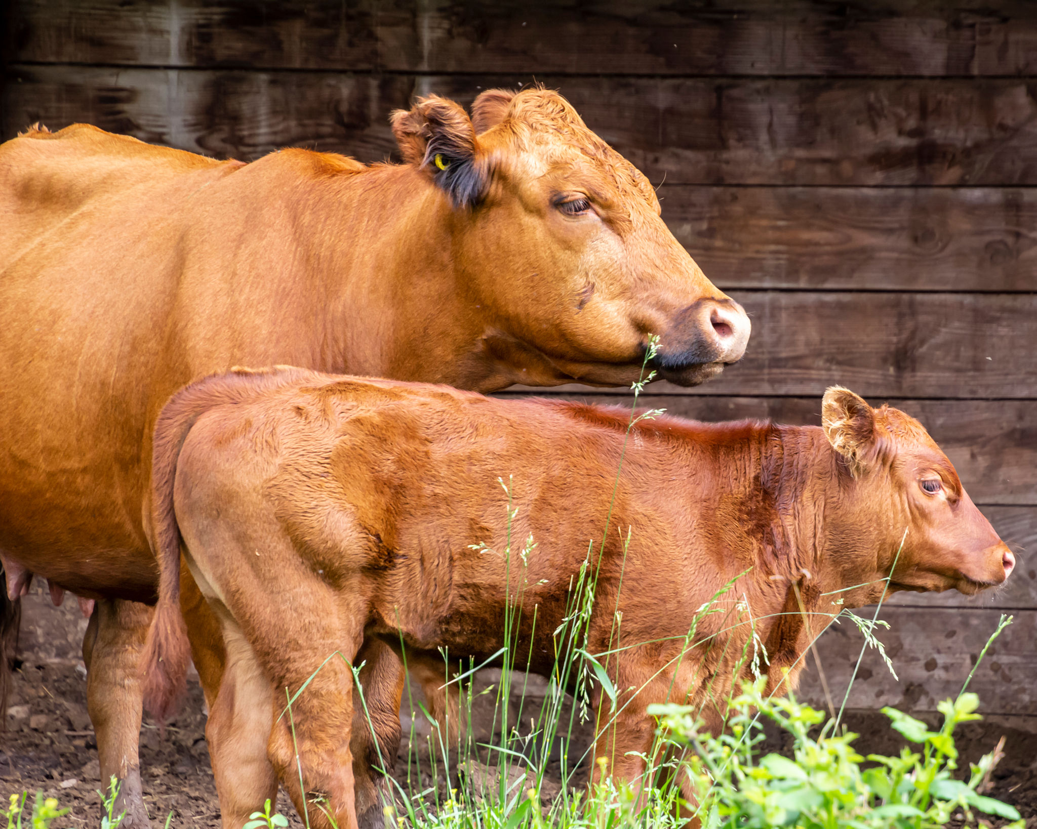Mother cow stands protectively beside her calf in a lush grassy pasture during a sunny day Mother cow stands protectively beside her calf in a lush grassy pasture during a sunny day
