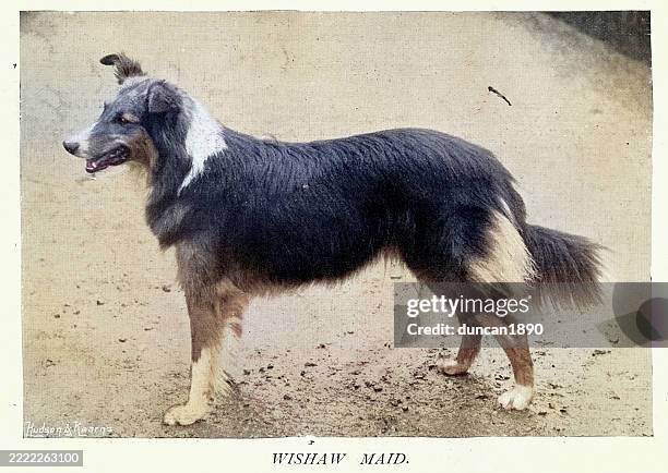 Collie Dog Victorian 1890s Vintage Colourised Photograph 19th