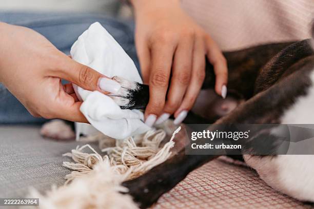 young woman cleaning her boston terrier dog' paws with a wet wipe in the living room - garra imagens e fotografias de stock