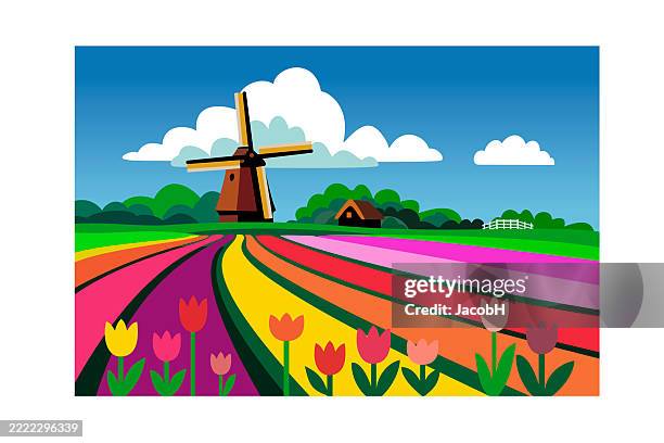 holland tulips windmill illustration - tulip fields netherlands stock illustrations