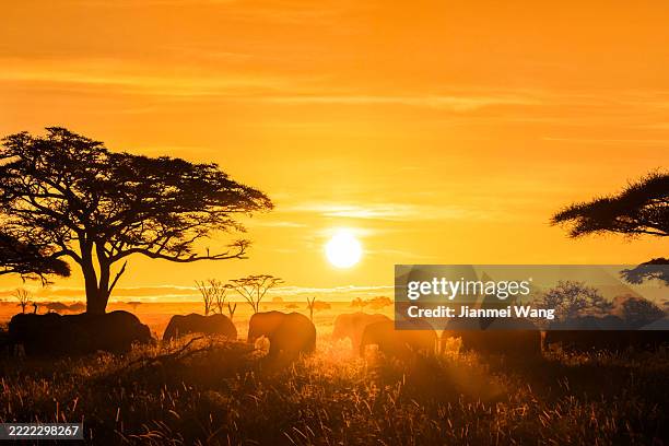 elefantensilhouetten unter einem einsamen baum, masai mara, kenia - großwild stock-fotos und bilder