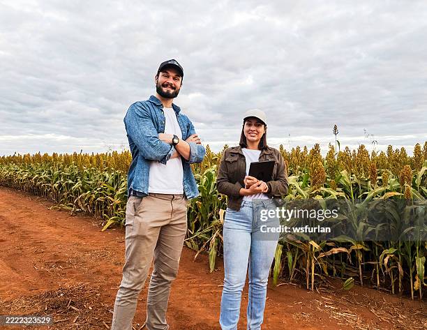 agrónomos analizando un campo de sorgo en un día nublado - agrónomo fotografías e imágenes de stock