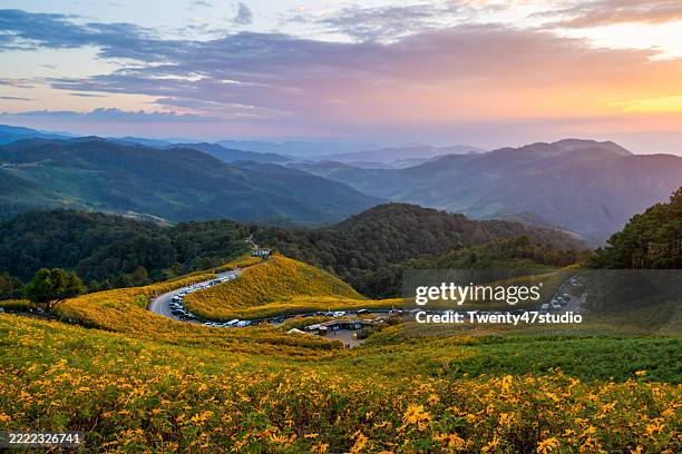 beautiful scenery of marigold yellow flower field at doi mae u-kho mountain in mae hong son province, thailand - mae hong son province stock pictures, royalty-free photos & images