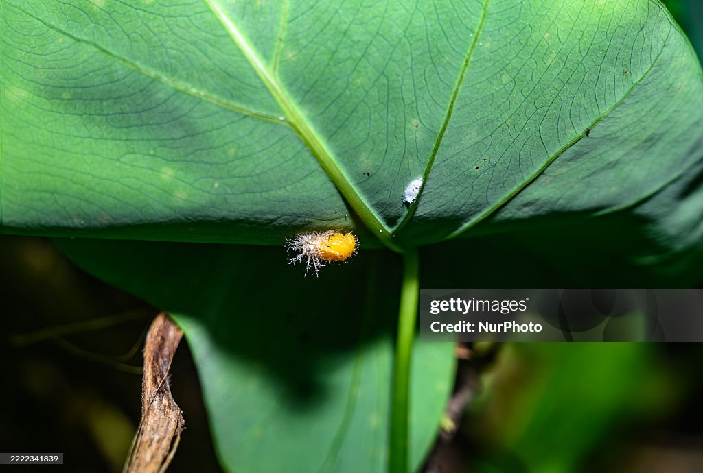 Mexican Bean Beetle Pupae - Agricultural Pest - Animal India