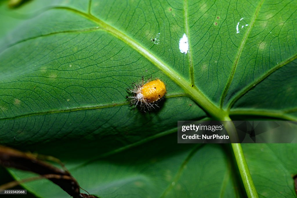 Mexican Bean Beetle Pupae - Agricultural Pest - Animal India