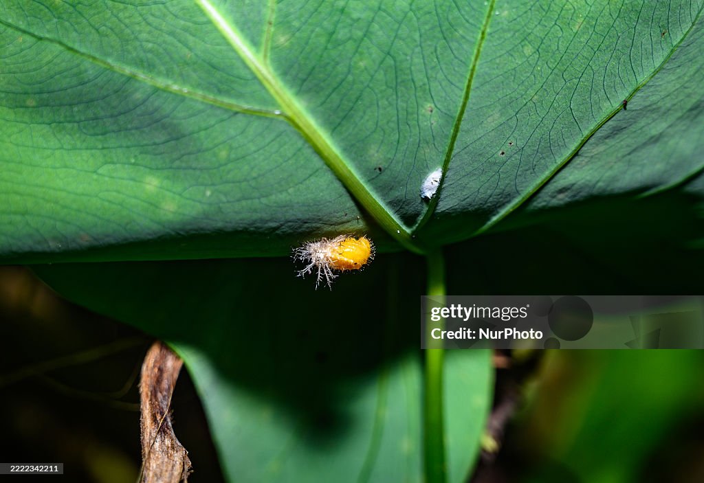 Mexican Bean Beetle Pupae - Agricultural Pest - Animal India