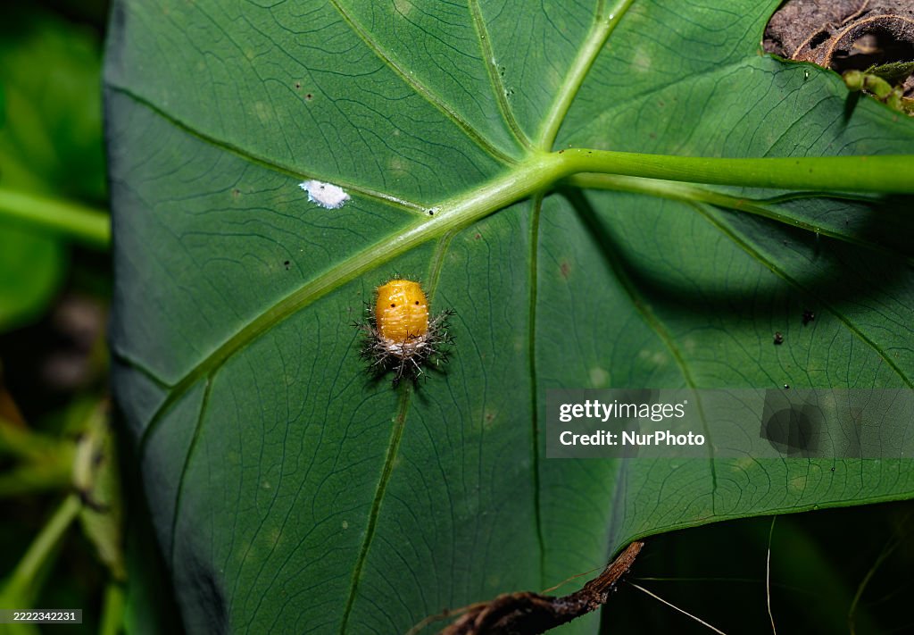 Mexican Bean Beetle Pupae - Agricultural Pest - Animal India