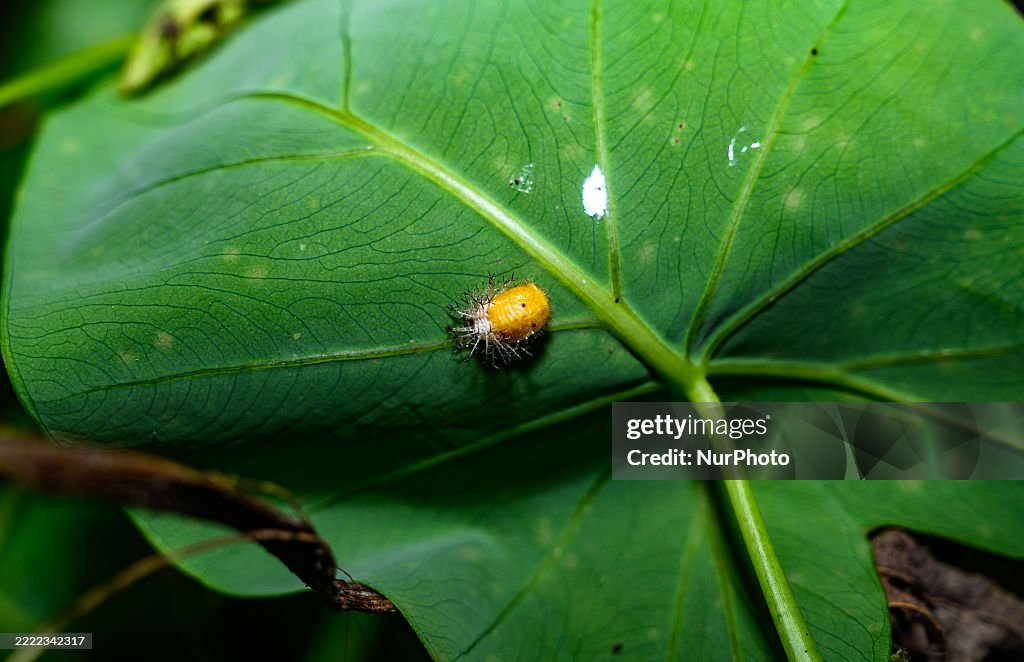 Mexican Bean Beetle Pupae - Agricultural Pest - Animal India
