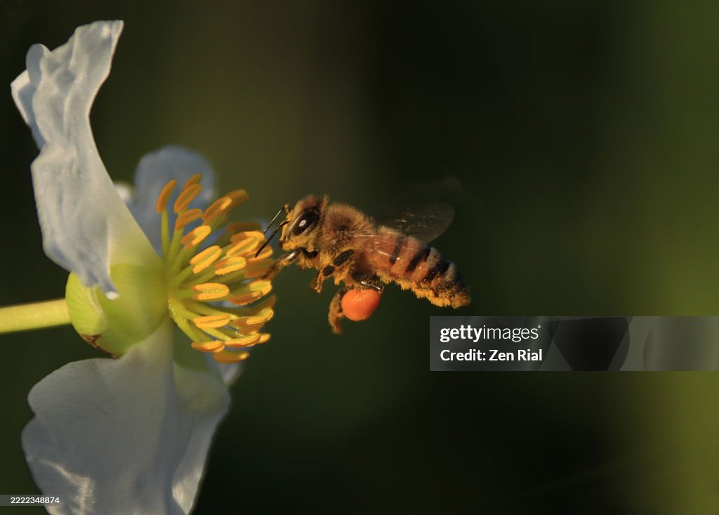 Honeybee collecting pollen from arrowhead flower in a Florida wetland